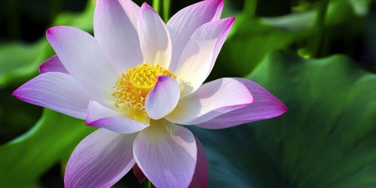 芒种